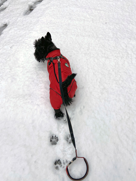 雪の中をお散歩するスコティッシュテリアのハッピー