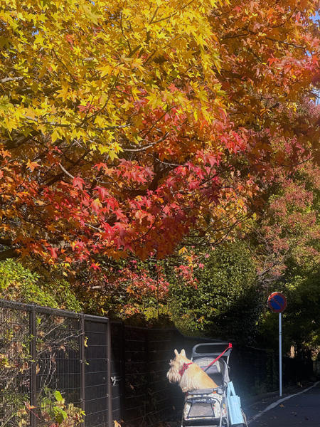 紅葉とスコティッシュテリアのシェリー