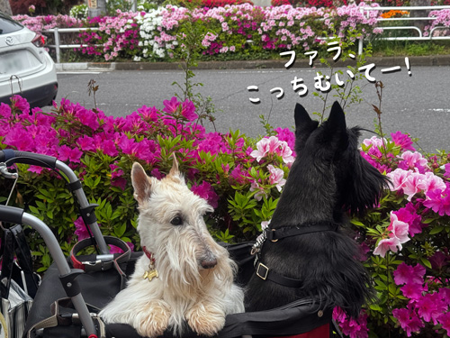 すコティッシュテリアシェリーとファラ