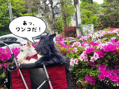スコティッシュテリアのシェリーとファラ