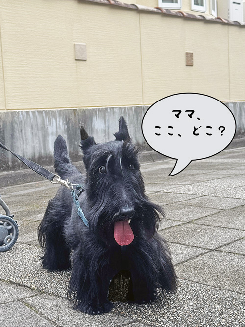 スコティッシュテリアのファラ