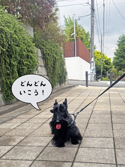 スコティッシュテリアのファラ