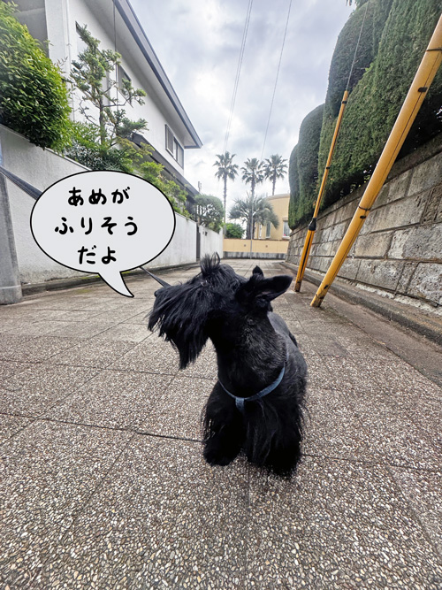 スコティッシュテリアのファラ