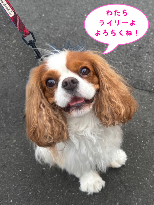 ライリーちゃん