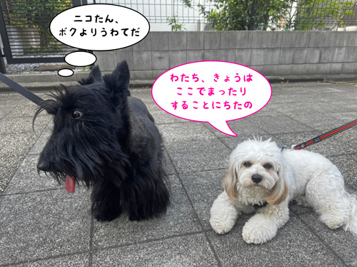 スコティッシュテリアのファラとミックスのニコちゃん