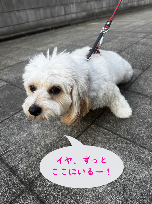 ニコちゃん
