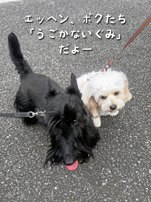 ファラとニコちゃん