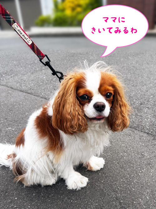 ライリーちゃん