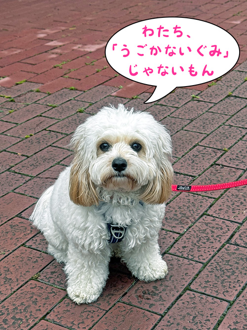 ニコちゃん