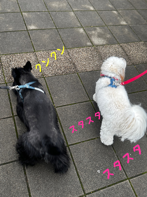ニコちゃんとファラ