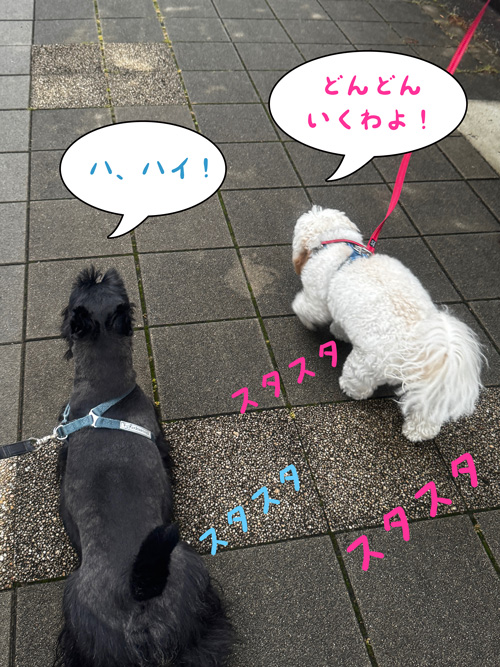 ニコちゃんとファラ