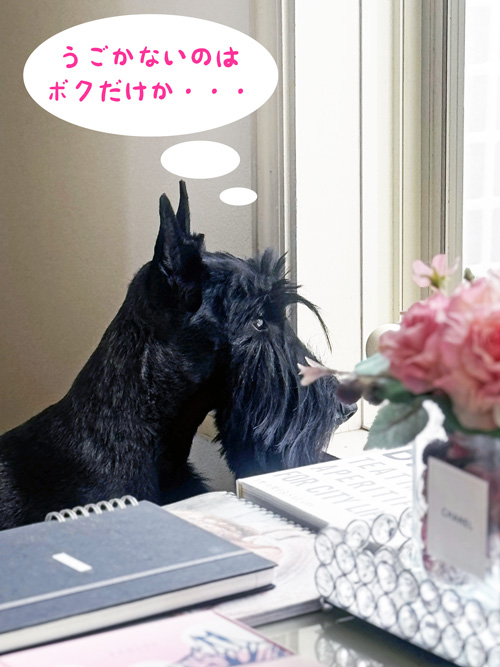 スコティッシュテリアのファラ