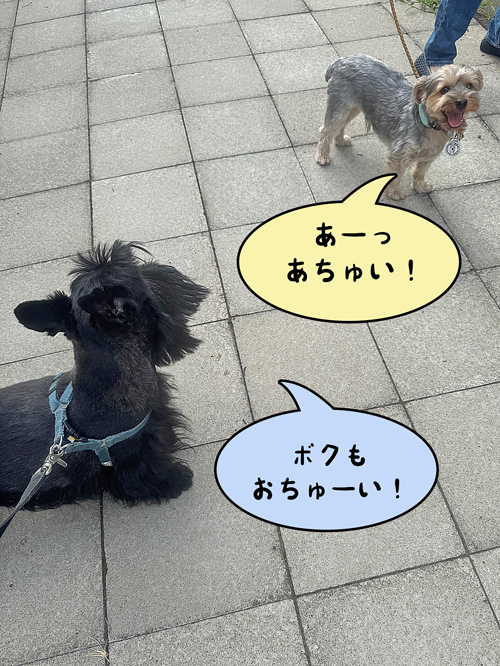 ファラとお散歩で出会ったヨーキーのチョコちゃん