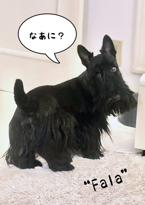 スコティッシュテリアファラ