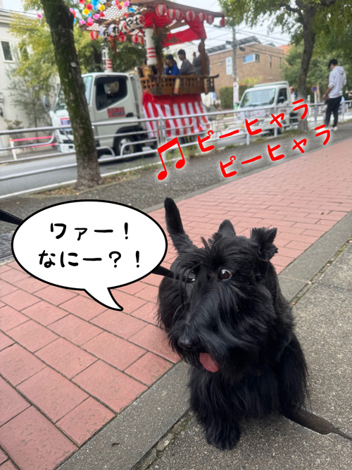 スコティッシュ・テリア　ファラ