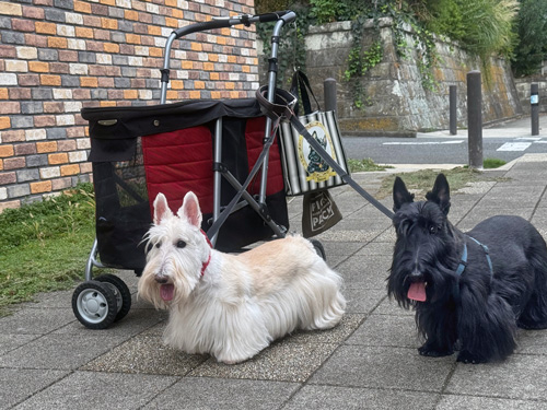 スコティッシュ・テリア　シェリーとファラ