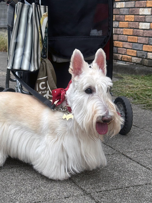 スコティッシュ・テリア　シェリー