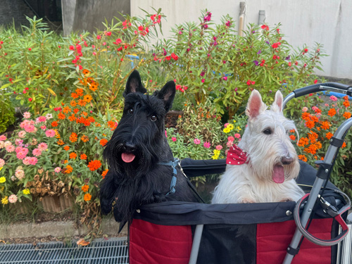 スコティッシュ・テリア　シェリーとファラ