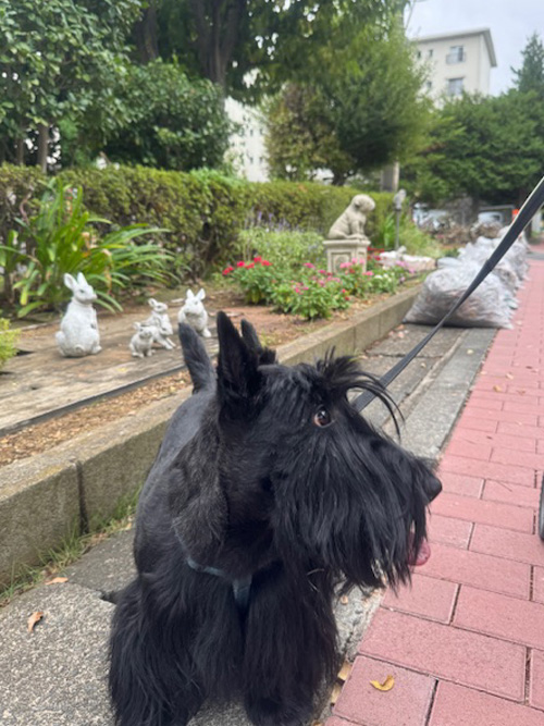 スコティッシュ・テリア　ファラ