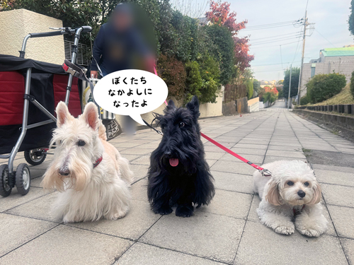 スコティッシュテリアのシェリーとファラとお友達のニコちゃん