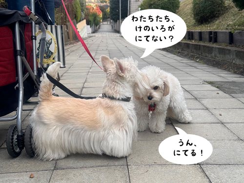 シェリーとニコちゃん「