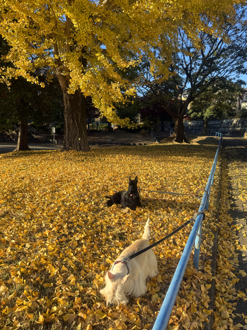 スコティッシュテリアのシェリーとファラ