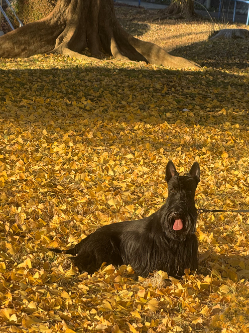 スコティッシュテリアのファラ