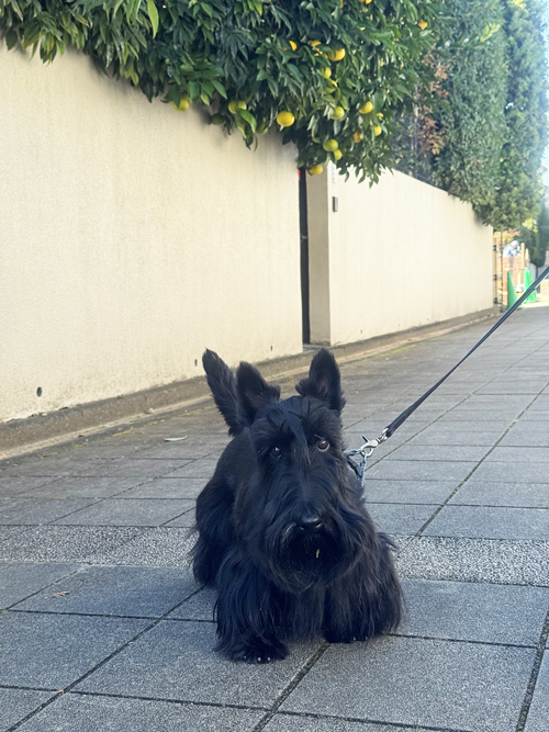 スコティッシュテリアのシェリーとファラ