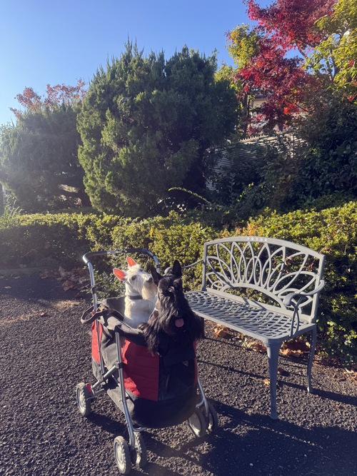 スコティッシュテリアのシェリーとファラ