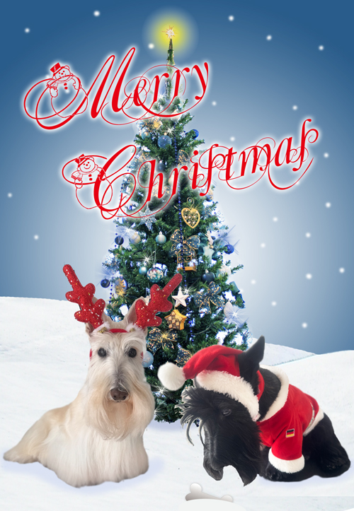 スコティシュテリアのシェリーとファラのクリスマスカード