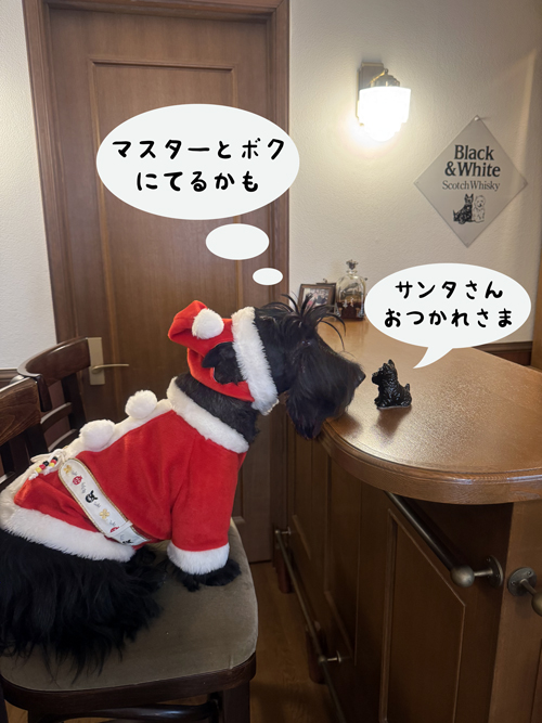 バーで呑むスコティッシュテリアのファラサンタ