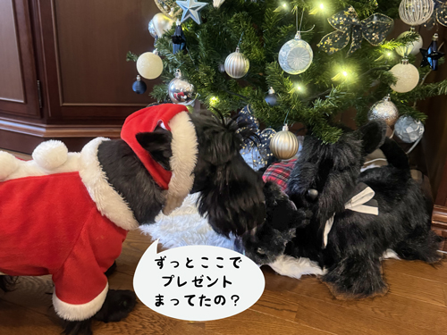 スコティッシュテリアのファラサンタ