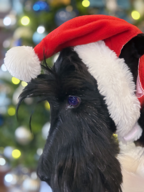 スコティッシュテリアのファラサンタ