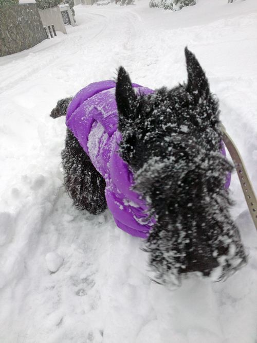 スコティッシュテリア　ハッピー