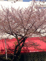 駅前通りの桜
