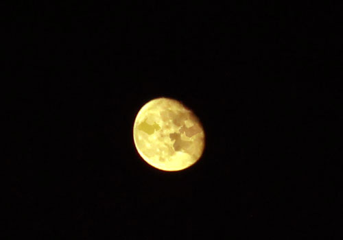 scottishterrier moon