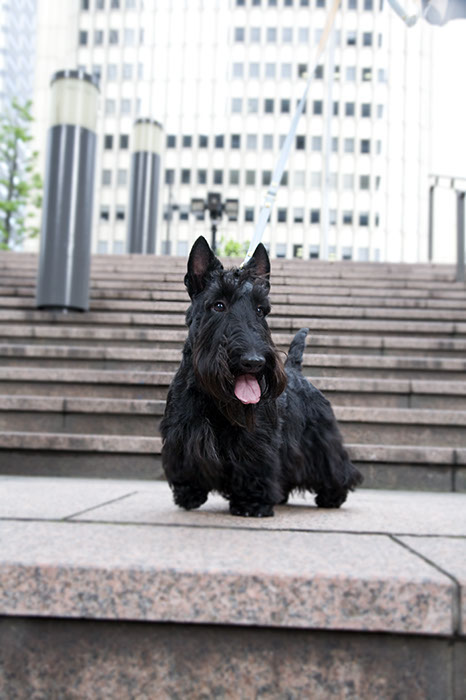 scottishterrier_happy2