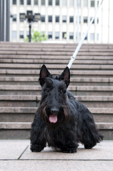 scottishterrier_happy10